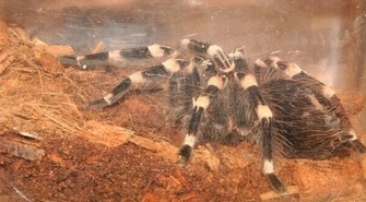 24-latek hodował jadowite pająki i skorpiony