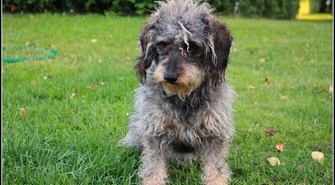 Zaginął piesek. Dla znalazcy nagroda!