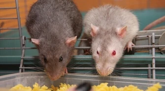 Człowiek człowiekowi szczurem?