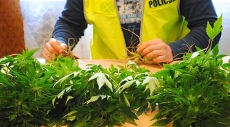 Region: Bracia wpadli na uprawie konopi 