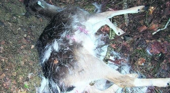 W powiecie piotrkowskim najwięcej kłusowników