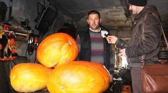 Dynia na Halloween jak znalazł