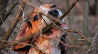 Pies w lesie może cię kosztować nawet 5 tys. zł