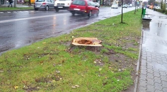 Piotrków: Usunięto drzewa przy Słowackiego