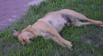 Uchwała i program gminy Sulejów dotyczący bezdomnych zwierzętach jest fikcją.