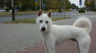 Zaginął pies w okolicach Urzędu Miasta