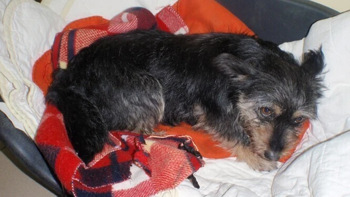 Pierwsze wypłaty za adopcje już w marcu