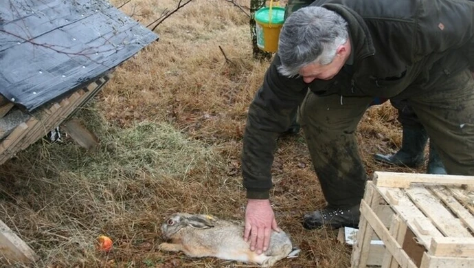 Zające już poszły w las