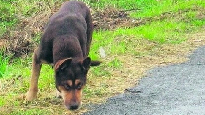 Moszczenica: 300 zł za adoptowanie psa