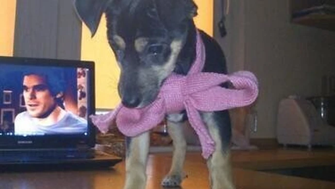 Zaginął pies na ulicy Szkolnej w Piotrkowie