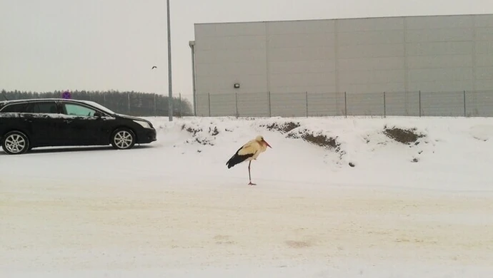 Wolborskie bociany czekają na wiosnę