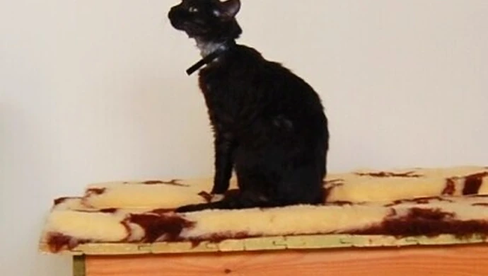 Czy pójdzie do więzienia za spalonego kota?