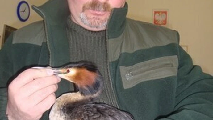 Uratowali życie rannego perkoza