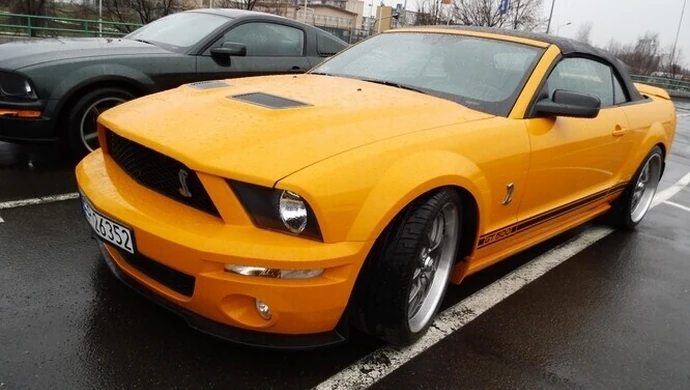 Stado mustangów w Piotrkowie