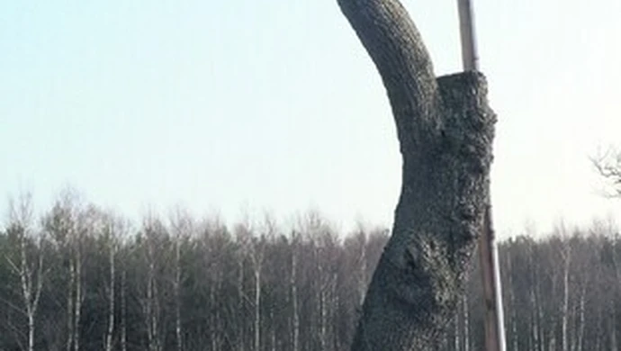 Ostrożnie z piłą!