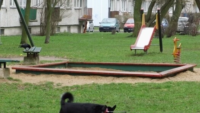 Psy się załatwiają, strażnicy nie kontrolują