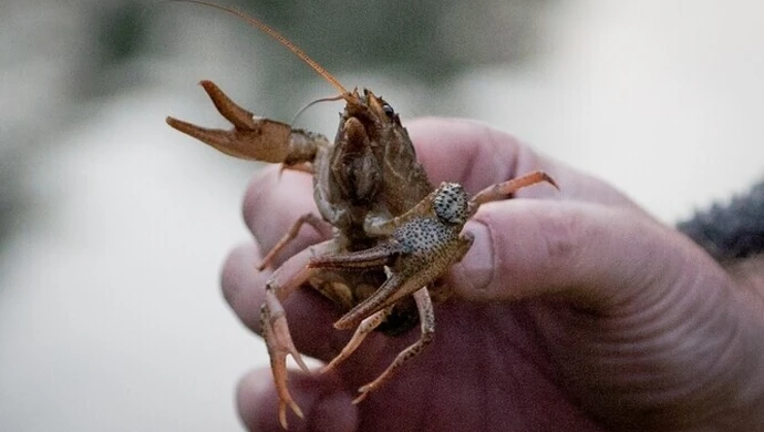 Ropa w rzece - czy raki przeżyją?