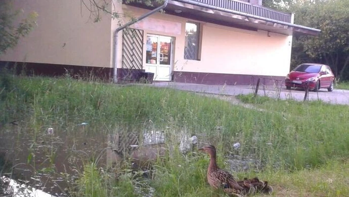 Kaczki zamieszkały w kałuży przy sklepie spożywczym