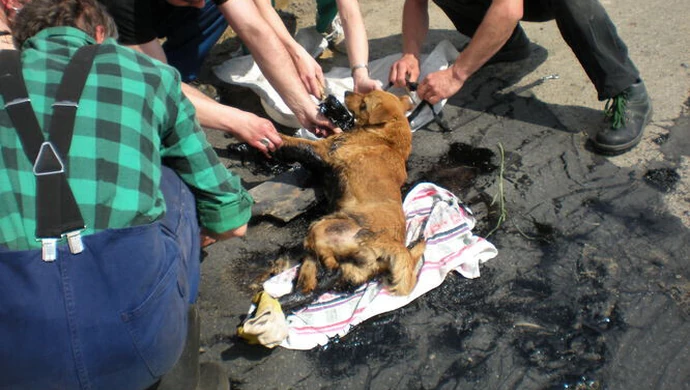 Pies wtopił się w drogę