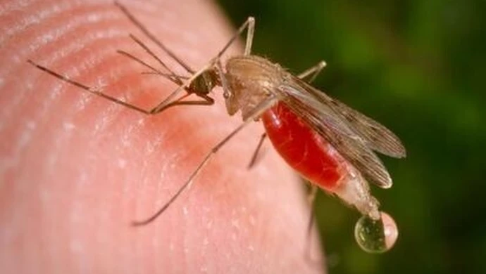 Komary nie dają nam żyć