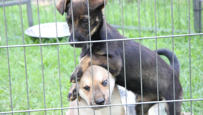 Rozpoczął się sezon na porzucanie 