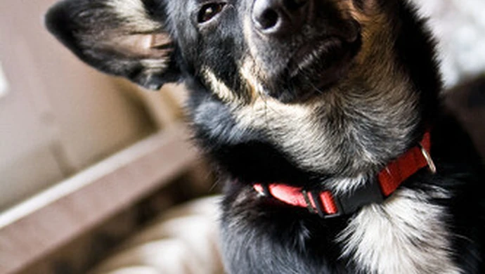 Powiedziała &#8222;STOP&#8221; testowaniu kosmetyków na zwierzętach