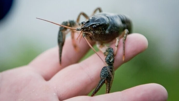 Wpuścili ryby do Rakówki