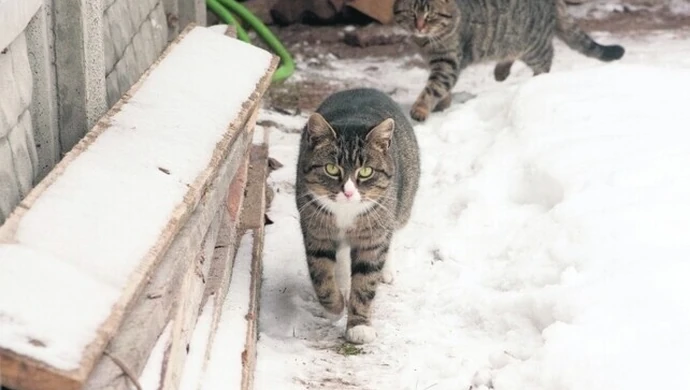 Zabił psa, sąd skazał go na grzywnę