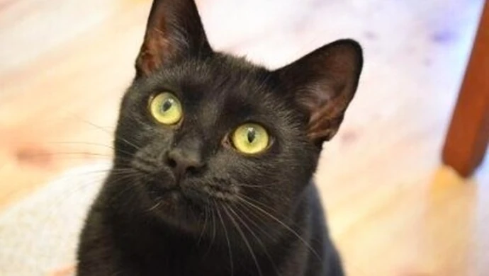 Dwie tony karmy dla kotów