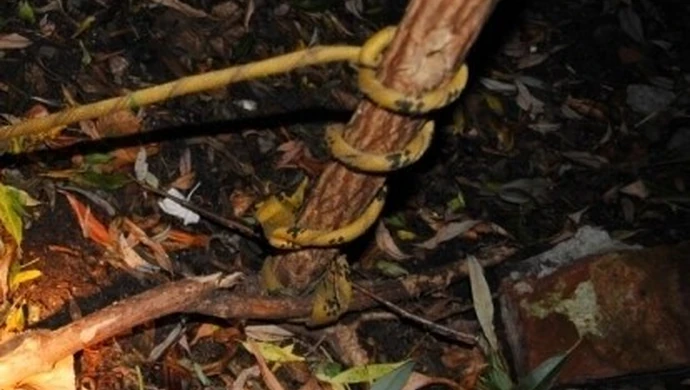 Zdechł pies przywiązany do drzewa