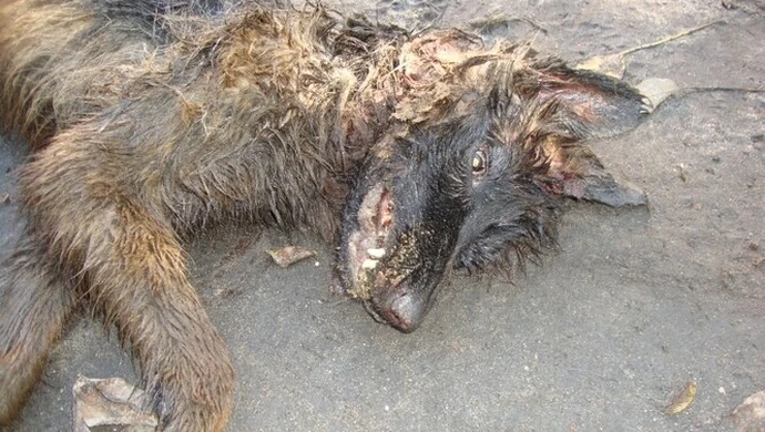 Wygłodzone psy zagryzły owczarka