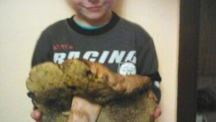 Wysyp grzybów w regionie