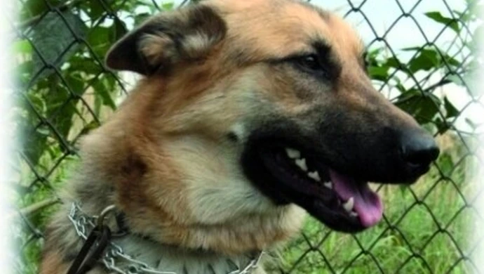 Kto chce spuścić psy z łańcuchów?