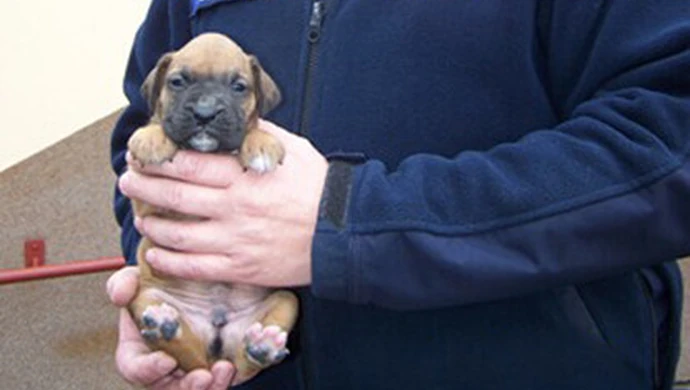 Mały szczeniak rasy bokser w tarapatach