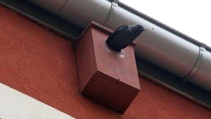 Miasto buduje lokale zastępcze... dla ptaków