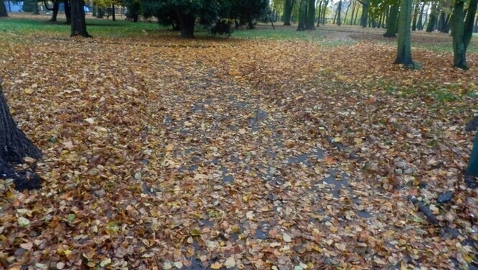 Parkowe alejki toną w liściach