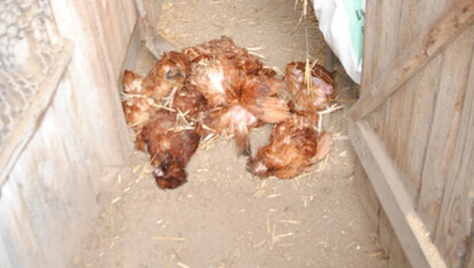 15-latek zabił 14 kur i rozbił 60 jajek. Odpowie przed sądem rodzinnym