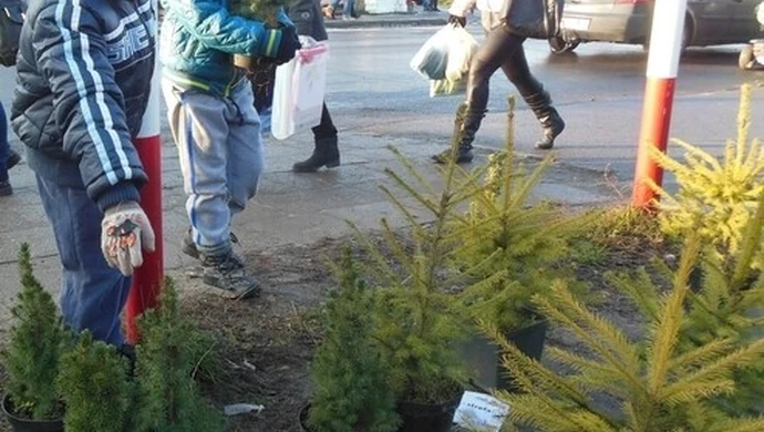 Strefa FM rozdawała swoim słuchaczom choinki w Radomsku