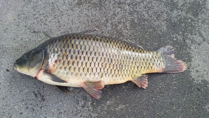 "Akcja Karp": Traktujmy karpia po ludzku