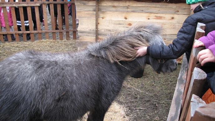 Żywa szopka w Piotrkowie