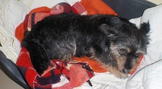 Pierwsze wypłaty za adopcje już w marcu