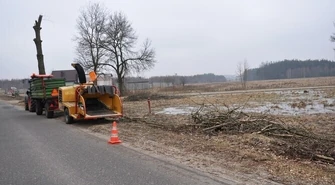 Wycinają stare i sadzą nowe drzewa