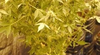 Nielegalna uprawa konopi indyjskich zlikwidowana