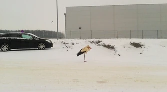 Wolborskie bociany czekają na wiosnę