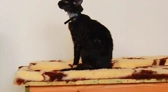 Czy pójdzie do więzienia za spalonego kota?