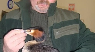 Uratowali życie rannego perkoza