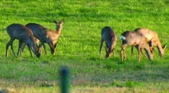 &#8222;Starajmy się nie dokarmiać dzikich zwierząt&#8221;