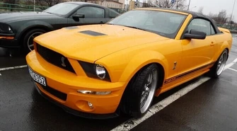 Stado mustangów w Piotrkowie