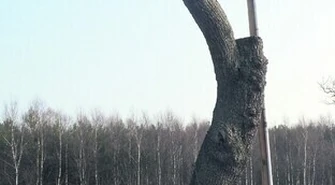 Ostrożnie z piłą!