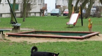 Psy się załatwiają, strażnicy nie kontrolują